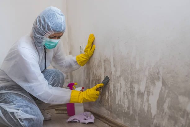 Best Asbestos and Lead Testing During Mold Inspection  in Pickens, SC