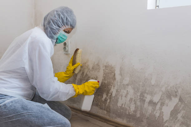 Best Mold Damage Restoration  in Pickens, SC