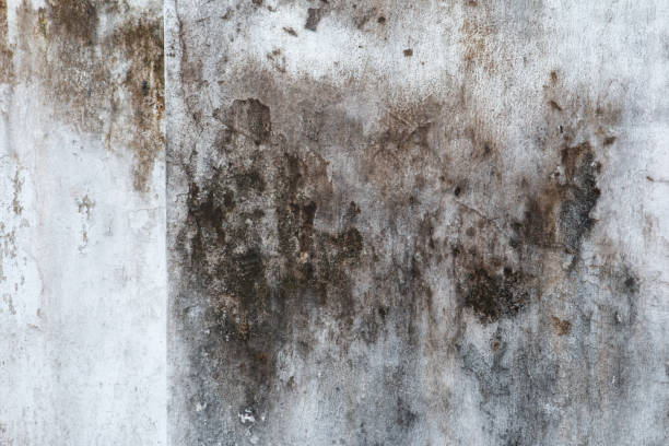 Best Dehumidification Services  in Pickens, SC