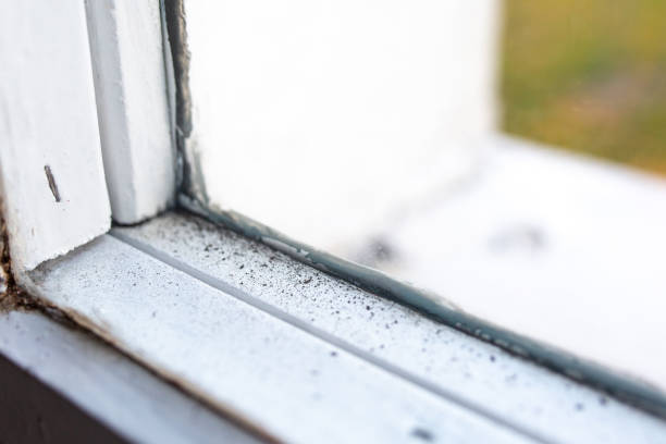 Best Black Mold Removal  in Pickens, SC