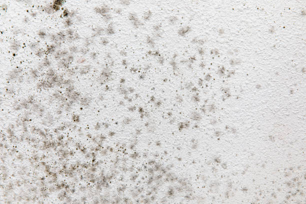 Mold Odor Removal Services in Pickens, SC