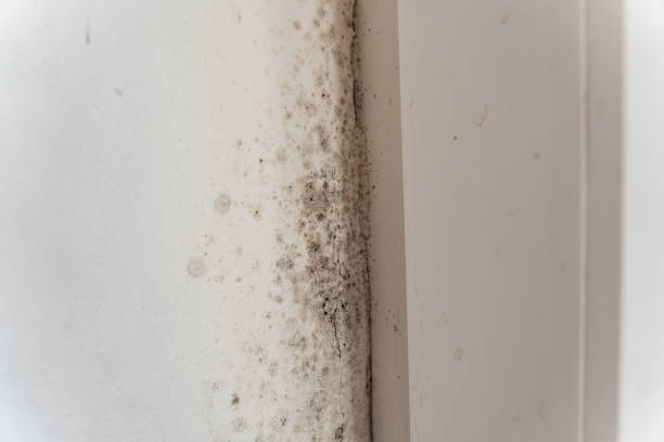 Best Industrial Mold Remediation  in Pickens, SC